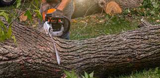 Best Tree Removal  in Fairfax, OK