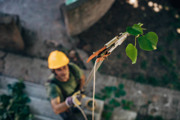 Best Tree and Shrub Care  in Fairfax, OK