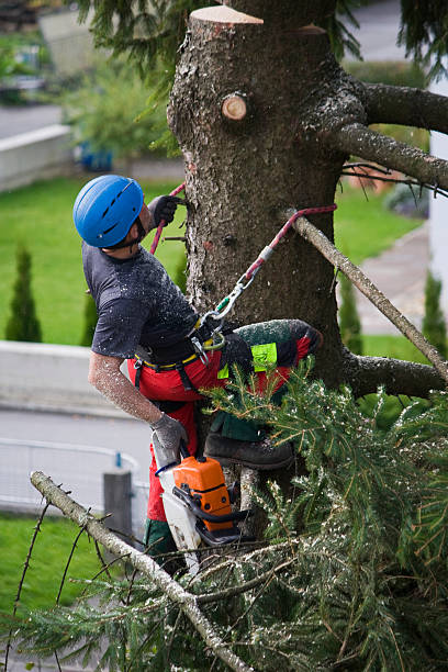 Best Lawn Pest Prevention  in Fairfax, OK
